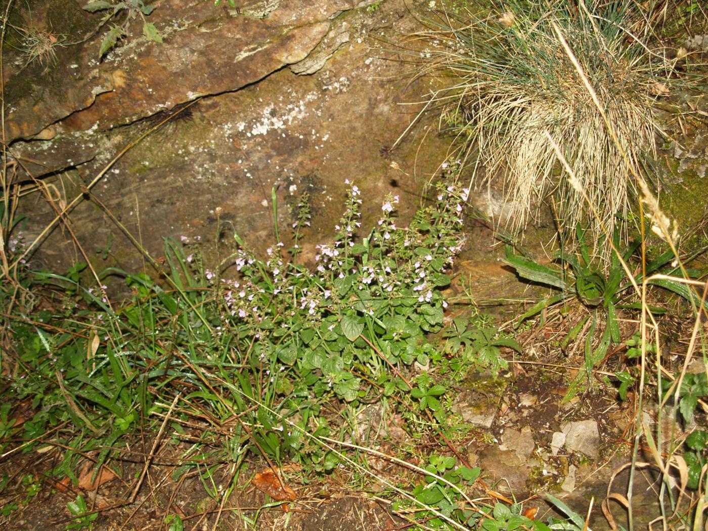 Calamint, Wood plant